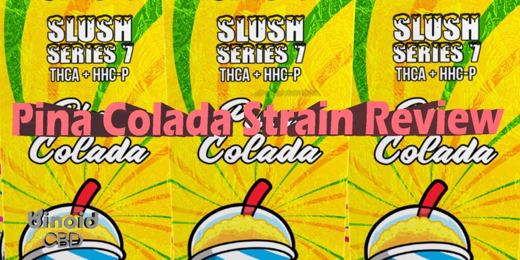 Pina Colada Cannabis Strain Review
