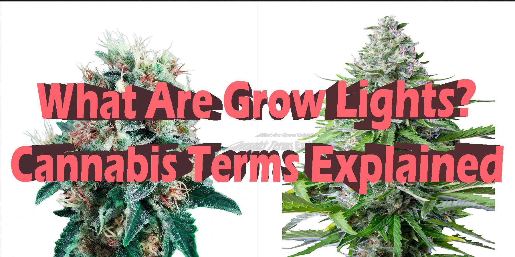 What Are Grow Lights Cannabis Terms Explained HowToGetNearMe BestPlace LowestPrice Coupon Discount For Smoking.