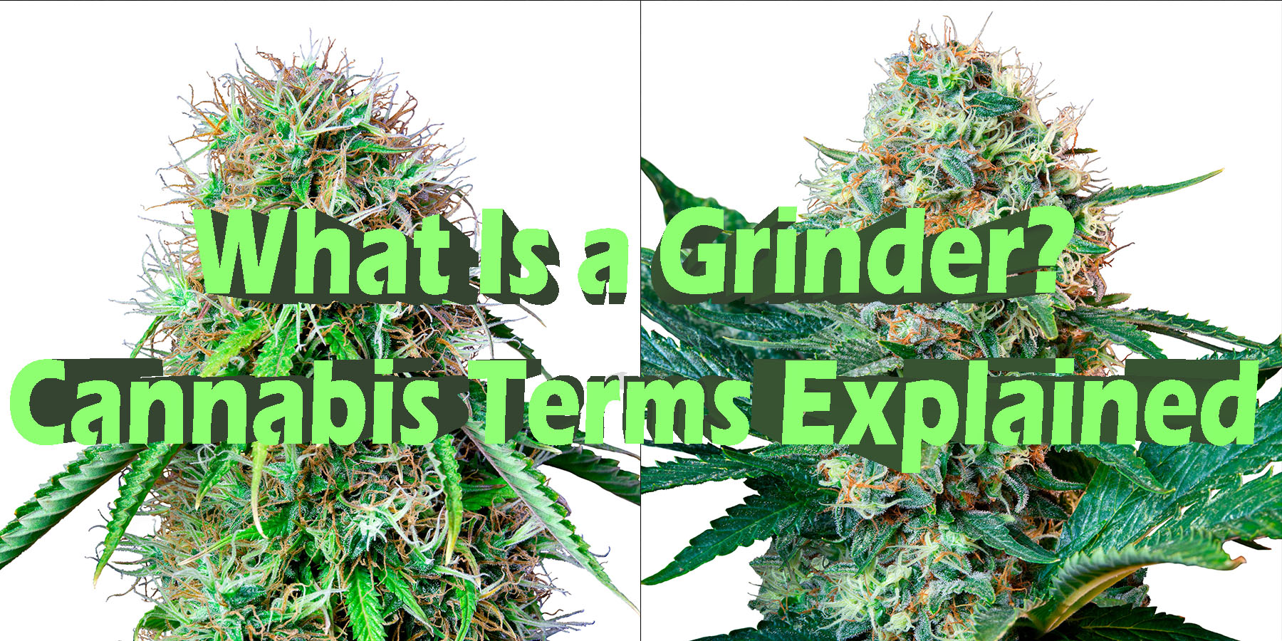 What Is a Grinder Cannabis Terms Explained HowToGetNearMe BestPlace LowestPrice Coupon Discount For SmokingUnder Control Binoid.