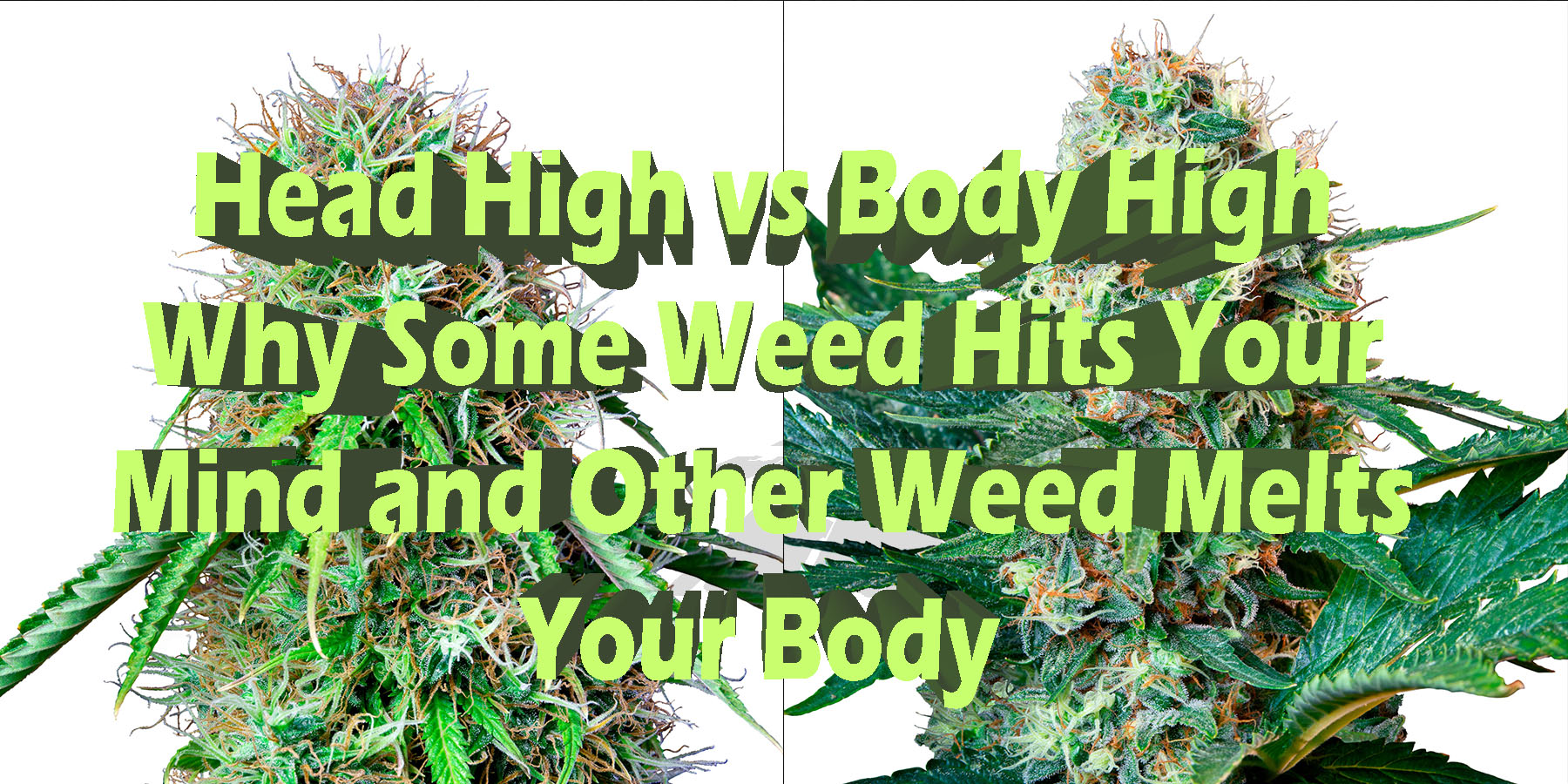 Head High vs Body High Why Some Weed Hits Your Mind and Other Weed Melts Your Body HowToGetNearMe BestPlace LowestPrice Coupon Discount For Binoid