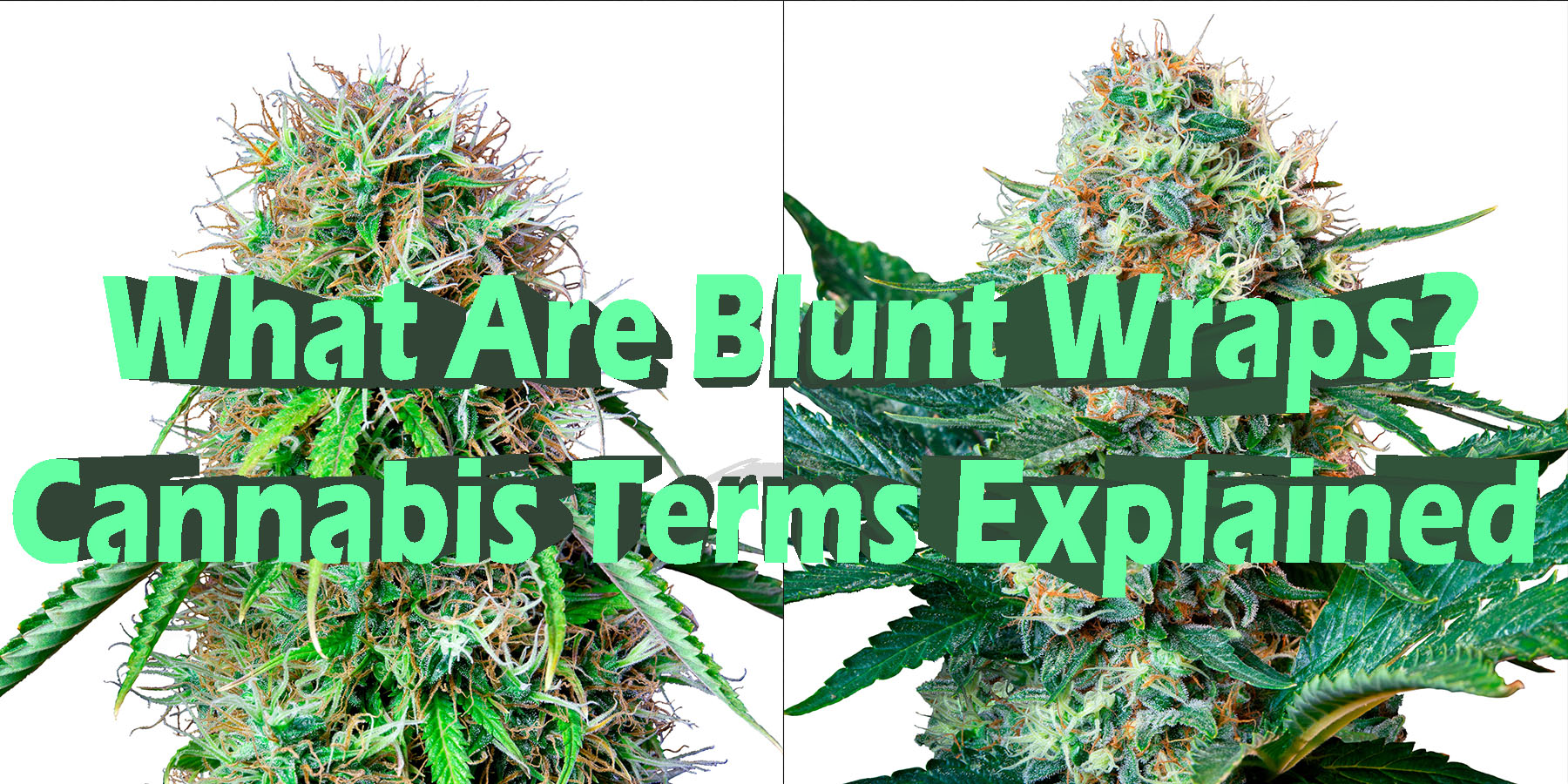 What Are Blunt Wraps Cannabis Terms Explained HowToGetNearMe BestPlace LowestPrice Coupon Discount For SmokingUnder Control Binoid.