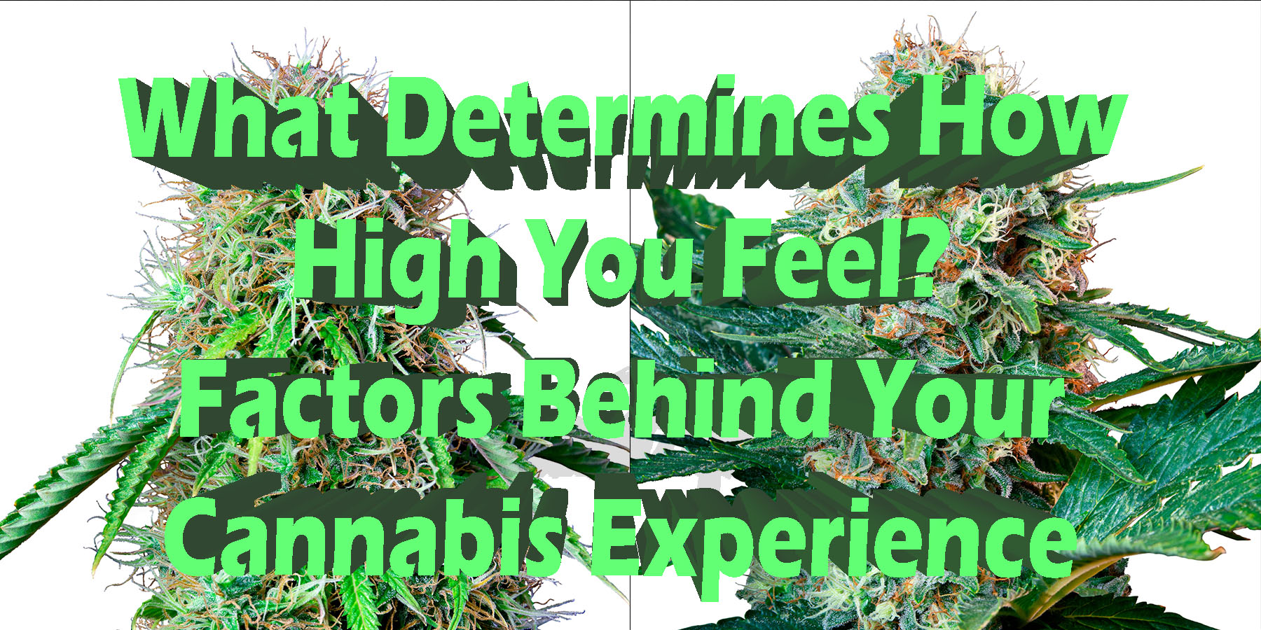 What Determines How High You Feel Factors Behind Your Cannabis Experience HowToGetNearMe BestPlace LowestPrice Coupon Discount For SmokingUnder Control