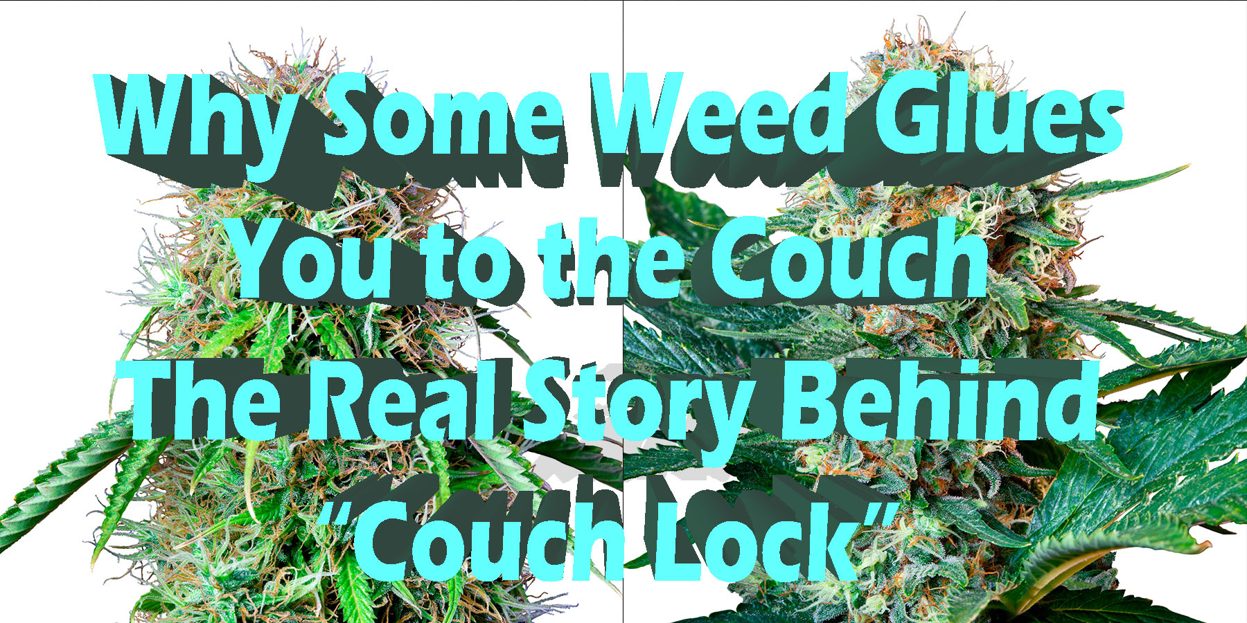 Why Some Weed Glues You to the Couch The Real Story Behind Couch Lock HowToGetNearMe BestPlace LowestPrice Coupon Discount For SmokingUnder Control